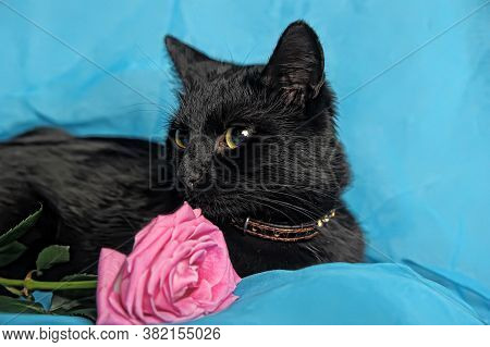 Black Cat And Pink Rose On A Blue Background