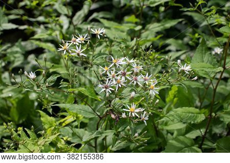 White Wood Aster Flowering Plant. Aster Divaricatus.