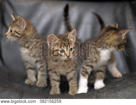 Three Striped Kittens On A Black Background