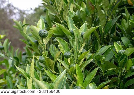 Sweet Lemon Small Unripe Fruits And Foliage. Citrus Limetta. Cross Between Citron And Bitter Orange.