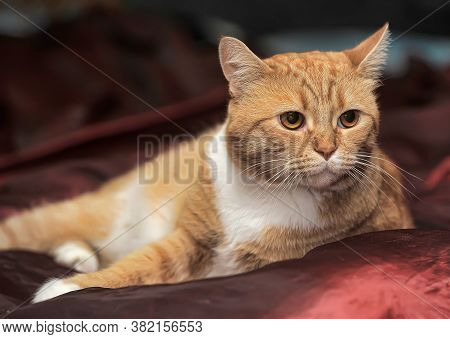 Plump Red Cat