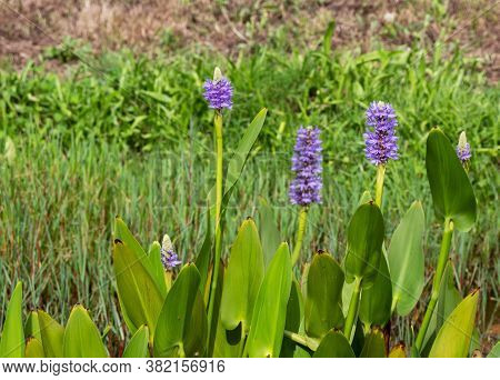 Pickerelweed Aquatic Plant With Purple Flowers And Leaves Pontederia Cordata.