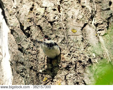 Lesser Spotted Woodpecker.a Woodpecker Sticks Out From A Tree Trunk.