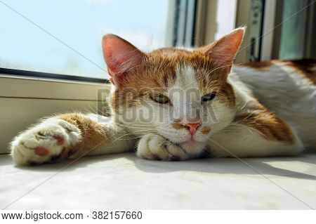 Red And White Cat Basking On The Windowsill In The Sun