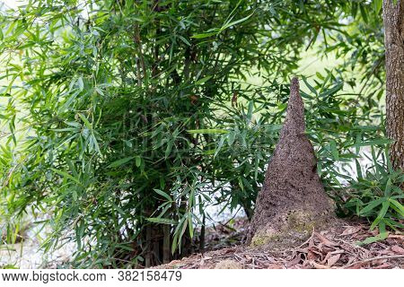 Termite Mound In Forest. Big Termite Mound In The Jungle. Termite Mound Built Among Shrubs.
