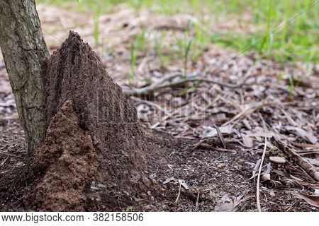 Termite Mound In Forest. Big Termite Mound In The Jungle. Termite Mound Built Among Shrubs.