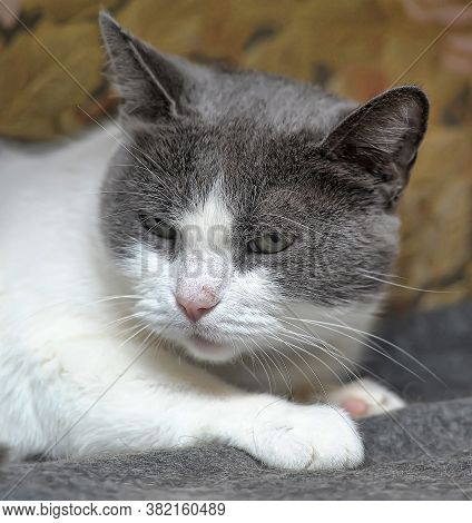 Gray With White Sad Shorthair Cat Close Up
