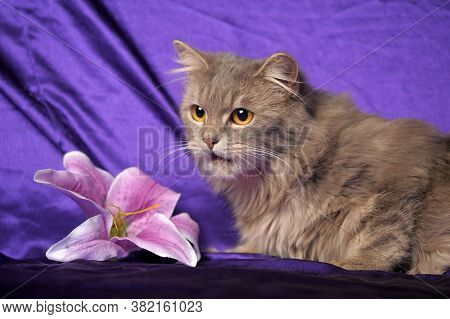 Beautiful Fluffy Gray Cat And Flower