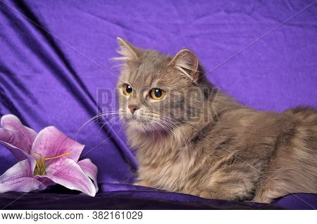 Beautiful Fluffy Gray Cat And Flower