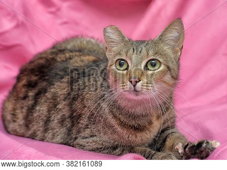 Striped Cat With A Clipped Ear On A Pink Background