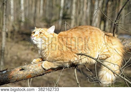 Fluffy Red Cat On A Branch In The Forest