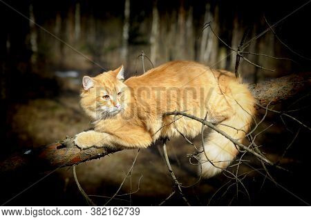 Fluffy Red Cat On A Branch In The Forest