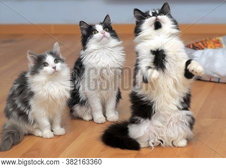 Three Fluffy Siberian Kittens White With Black And With Gray