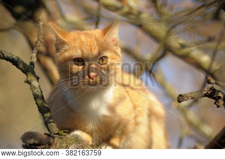 Red Cat On A Tree Close Up