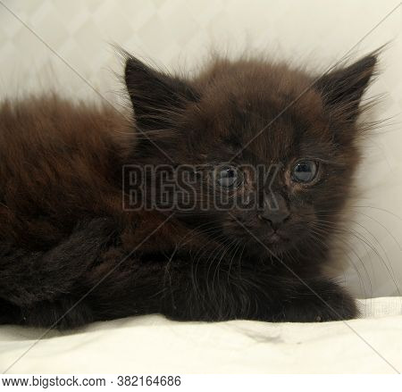 Cute Black Fluffy Kitten On A Light Background