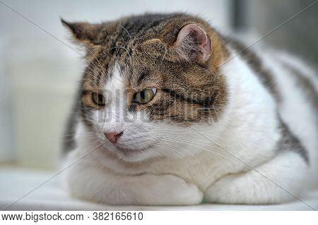 Thick White With Brown Cat Close Up