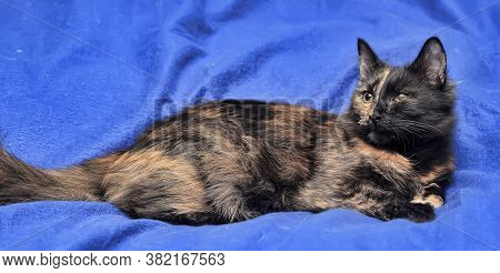 Young Tortoiseshell
 Cat Indoor Photo Close Up