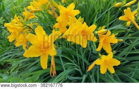 Beautiful Bright Flowers Of Yellow Day-lily In A Summer Day, Close-up