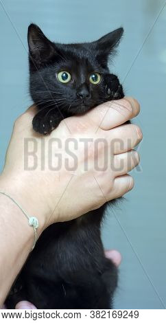 Black Cute Young Cat In Hands Close Up