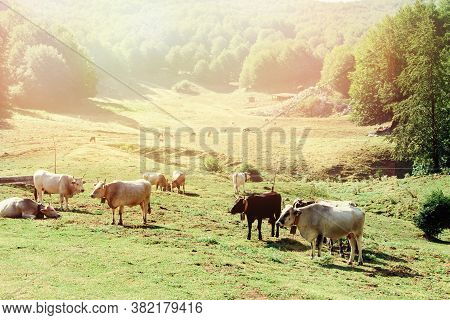 Podolic Cows On The Pasture On A Sunrise In Campania Region In Italy