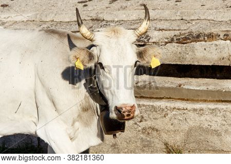 Podolic Cow Near Watering Place In Campania Region In Italy