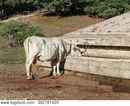 Podolic Cows Drinking In Watering Place On A Sunrise In Campania Region In Italy