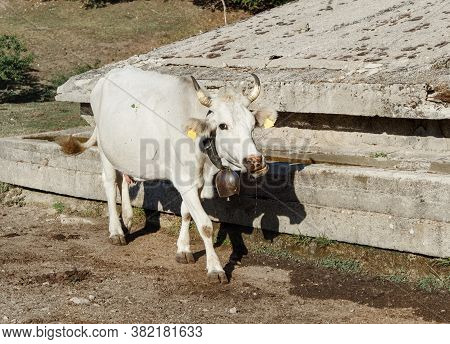 Podolic Cows Drinking In Watering Place On A Sunrise In Campania Region In Italy