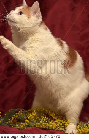 White With A Red Cat And Mimosa On A Red Background