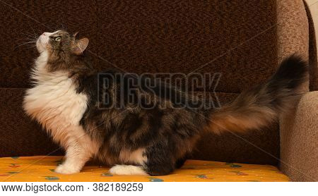 White With Brown Fluffy Cat. Close Up