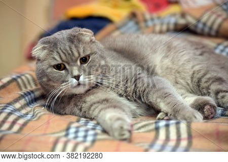Gray Scottish Lop-eared Cat On Plaid Close Up