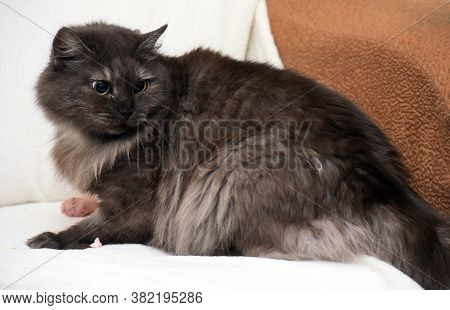 Beautiful Fluffy Smoky Cat On A Bright Background