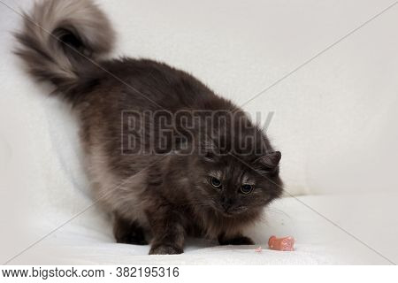 Beautiful Fluffy Smoky Cat On A Bright Background
