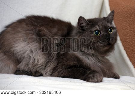 Beautiful Fluffy Smoky Cat On A Bright Background
