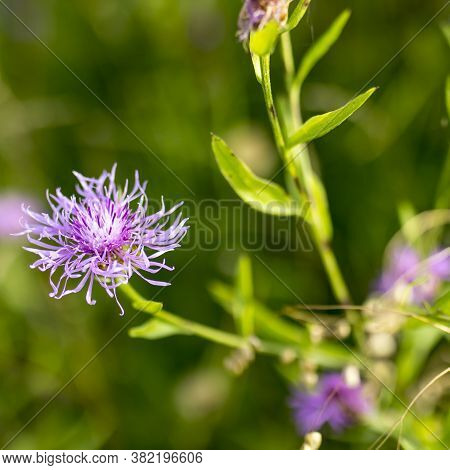 Knapweed, Centaurea Is A Genus Of Between 350 And 600 Species Of Herbaceous Thistle-like Flowering P