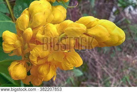 Beautiful Candlestick Cassia Flower Close Up. Blur Background.