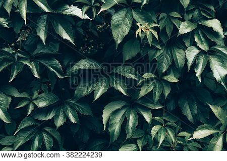 Creative Layout Made Of Green Leaves Of Vitaceae Or Grapevines. Flat Lay. Nature Background.