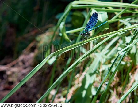 A Beautiful Blue Damselfly (calopteyx Virgo) Is Resting On The Plant