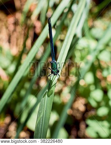 A Beautiful Blue Damselfly (calopteyx Virgo) Is Resting On The Plant