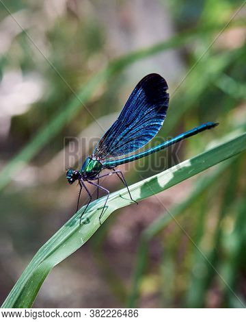 A Beautiful Blue Damselfly (calopteyx Virgo) Is Resting On The Plant