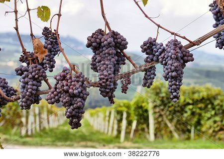Merlot üzüm asma üzerinde