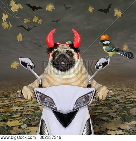 A Pug Dog In Red Devil Horns Is Riding A White Moped On The Autumn Forest For Halloween.