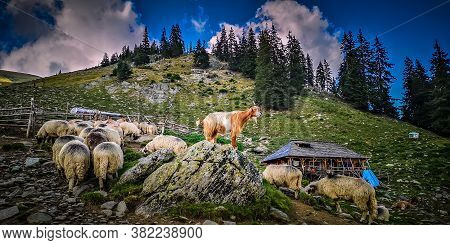 Fagaras Mountains, Romania. Herd Of Goats And Sheep At A Sheepfold In Wallachia