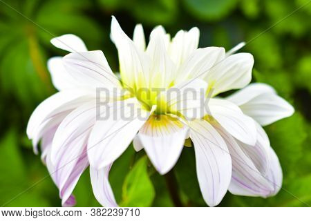 Pink And White Flowers Dahlia Nymphaea Syberia
