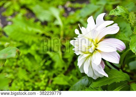 Pink And White Flowers Dahlia Nymphaea Syberia