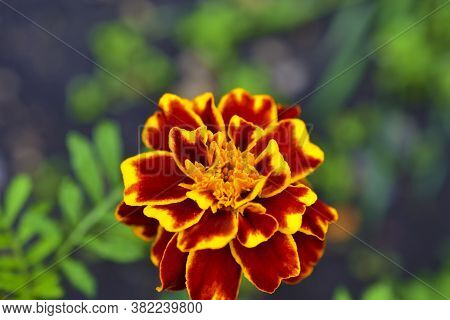 Red And Yellow Flowers Small-flowered Marigolds (lat. Tagétes) In The Garden