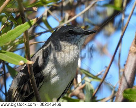 Northern Mockingbird (mimus Polyglottos) In Cape Canaveral, Florida