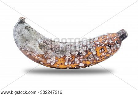 Rootten Banana Isolated On White Background, Clipping Paths