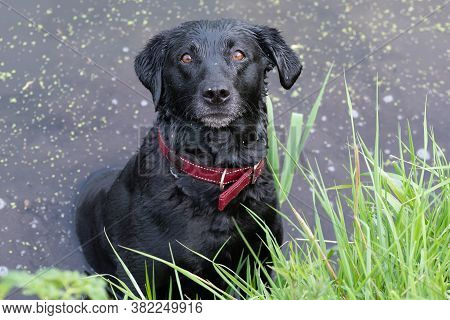 Portrait Of A Pedigree Black Labrador Standing In The Water At The Edge Of A Lake