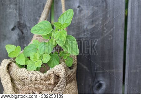 Oregano Growing In A Sack Hanging On A Vertical Garden