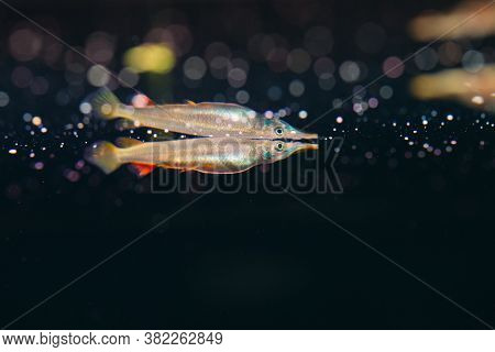 Wrestling Halfbeak Dermogenys Pusilla Female In Fresh Water.